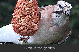 Brids in the garden
