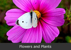 Flowers and plants