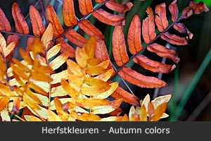 Herfstkleuren