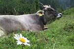 Kleinwalsertal sterreich 2002 Blumenpracht