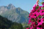 Kleinwalsertal sterreich 2003 Blumen/Kruter